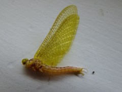 Ameletopsis perscitus