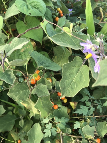 Solanum violaceum image