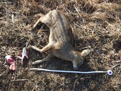 Hydropotes inermis argyropus