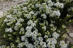 Veronica buchananii