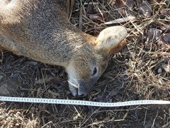 Hydropotes inermis argyropus