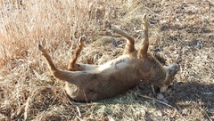 Hydropotes inermis argyropus