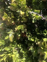 Diospyros scabrida cordata