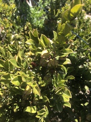 Diospyros scabrida cordata