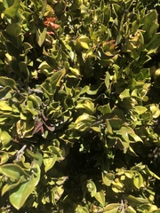 Diospyros scabrida cordata