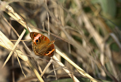 Junonia zonalis