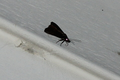 Hypena scabra