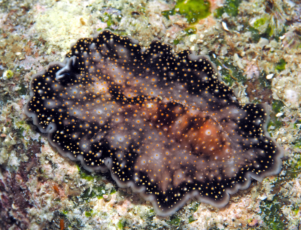Acanthozoon