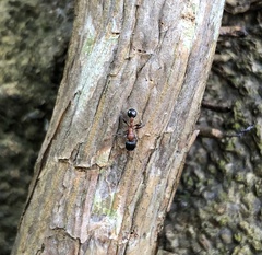 Dilobocondyla fouqueti