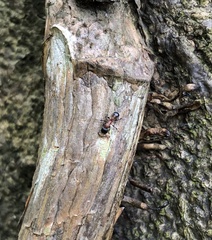 Dilobocondyla fouqueti