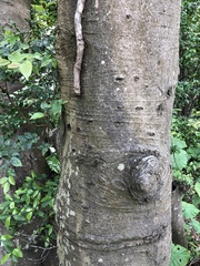 Dilobocondyla fouqueti