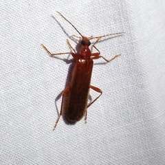 Dendroides ephemeroides