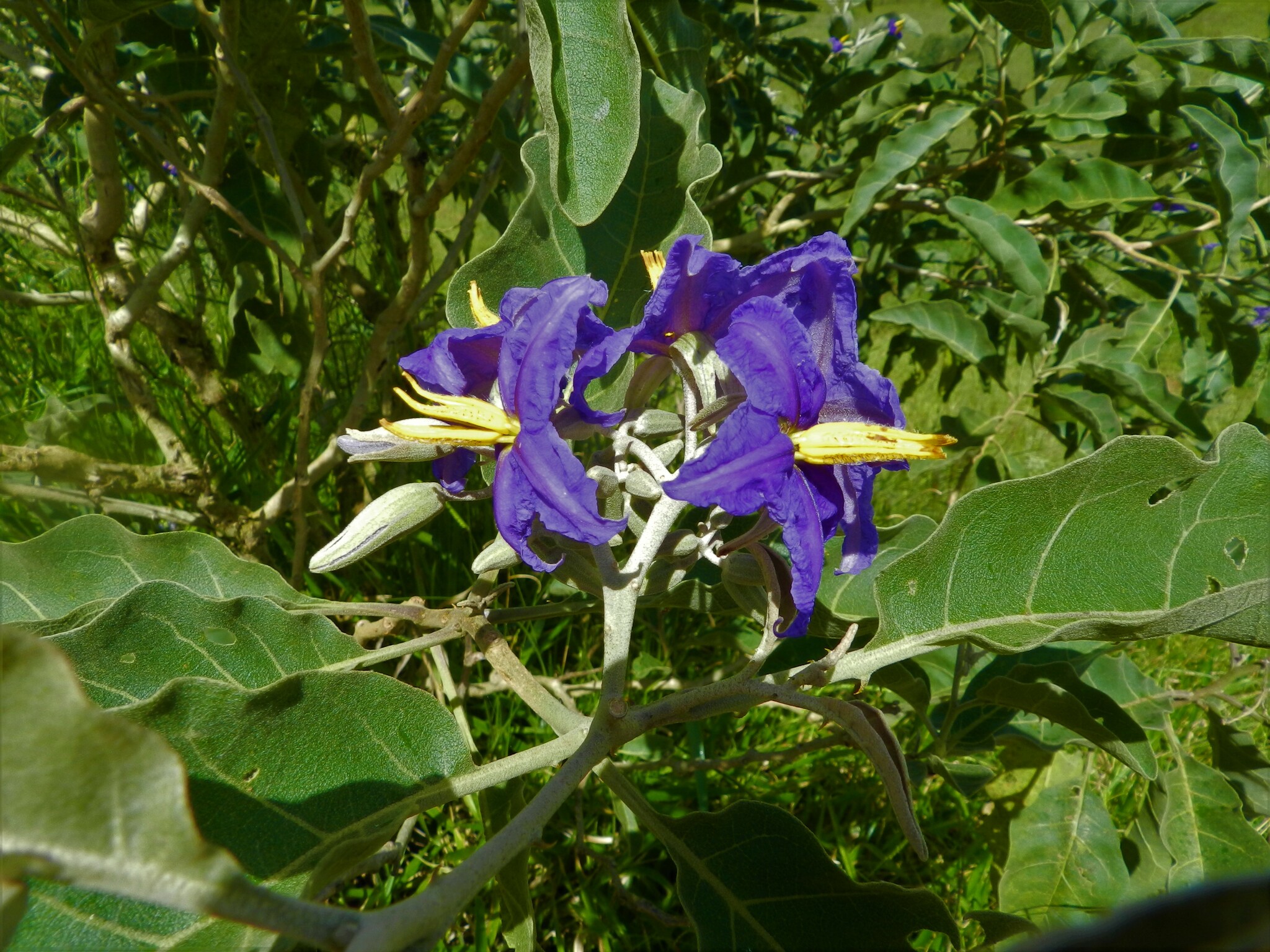 Solanum lycocarpum