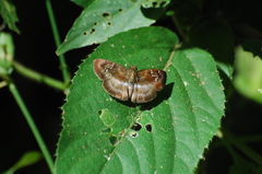 Quadrus cerialis
