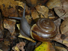 Helminthoglypta benitoensis