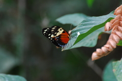 Heliconius hecale melicerta