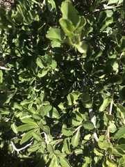 Ehretia rigida rigida