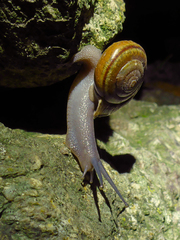 Helminthoglypta benitoensis