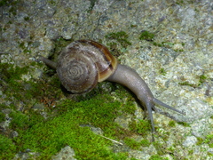 Helminthoglypta benitoensis