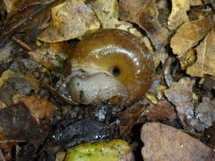 Helminthoglypta benitoensis