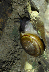 Helminthoglypta benitoensis