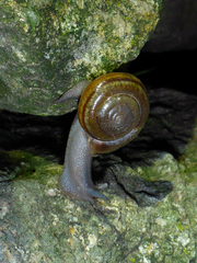 Helminthoglypta benitoensis