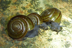 Helminthoglypta benitoensis