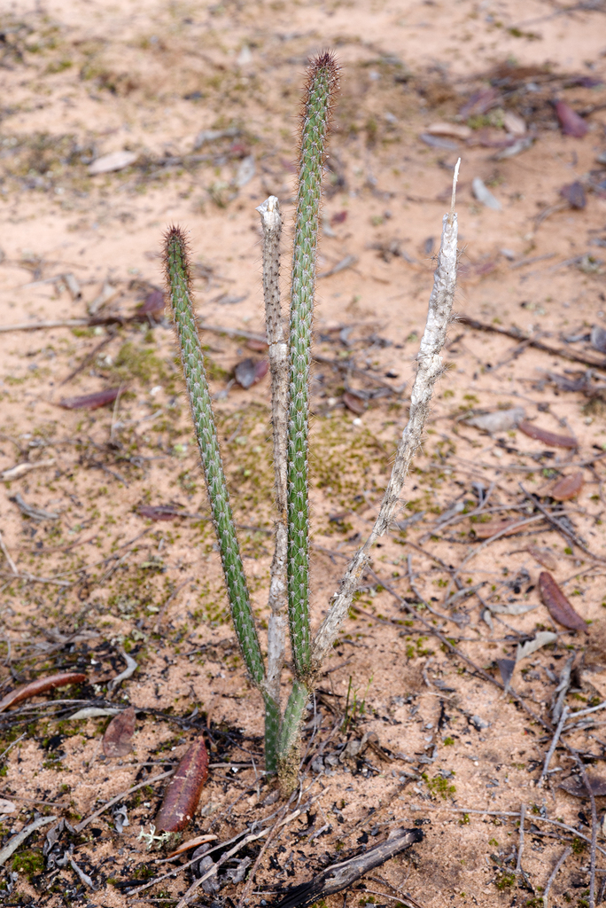 Micranthocereus hofackerianus
