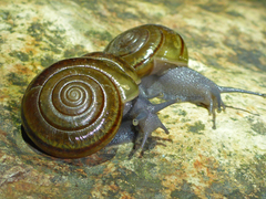 Helminthoglypta benitoensis