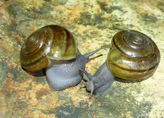 Helminthoglypta benitoensis