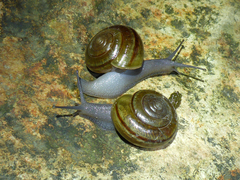 Helminthoglypta benitoensis