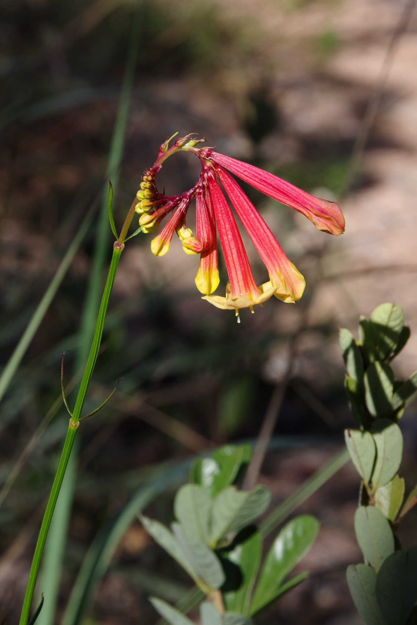 Spigelia pulchella