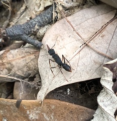 Harpegnathos venator