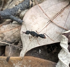 Harpegnathos venator