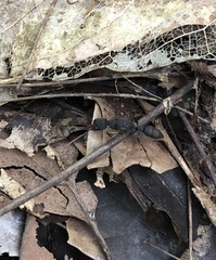 Harpegnathos venator