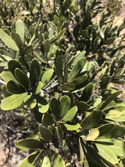 Euclea natalensis natalensis