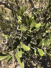 Euclea natalensis natalensis