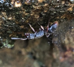 Pseudoneoponera rufipes