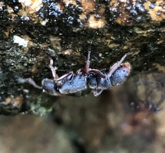 Pseudoneoponera rufipes