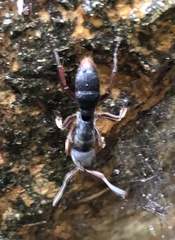 Pseudoneoponera rufipes