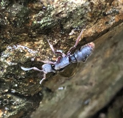 Pseudoneoponera rufipes