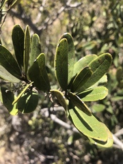 Euclea natalensis natalensis