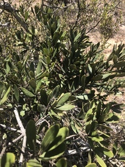 Euclea natalensis natalensis