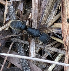 Pseudoneoponera rufipes