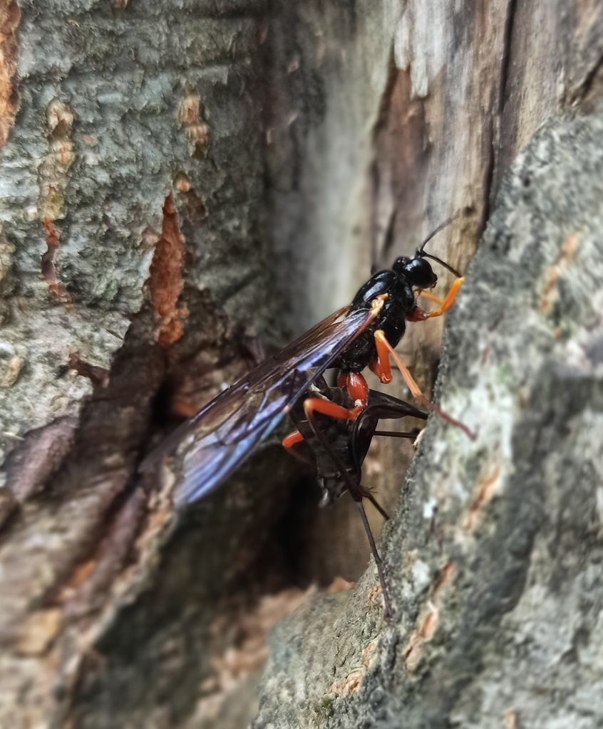 Coleocentrus caligatus
