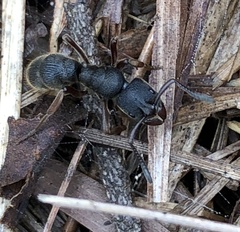 Pseudoneoponera rufipes