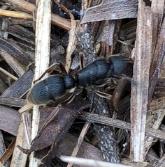 Pseudoneoponera rufipes