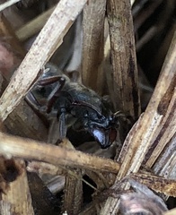 Pseudoneoponera rufipes