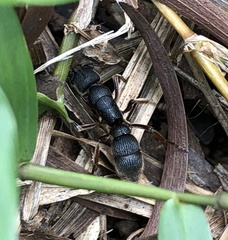 Pseudoneoponera rufipes