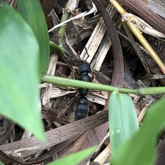 Pseudoneoponera rufipes